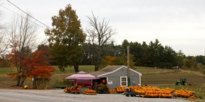 a gray roadside farmstand with an outdoor display of pumpkins for sale on a fall day, with farmland and a green tractor in the background